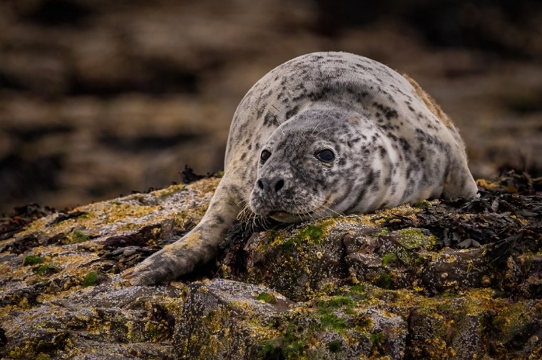 016 Farne eilanden, zeehond.jpg